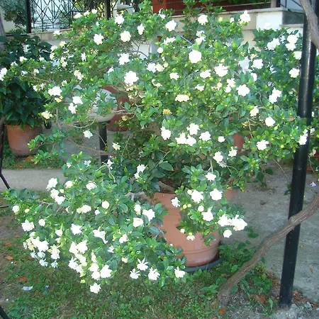 Отель Marina Agios Ioannis (Thessaly)